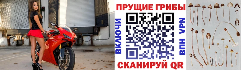 Купить где  Белгород  Галлюциногенные грибы Psilocybe 